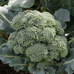 Broccoli 'Marathon'