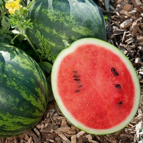 Watermelon 'Mini Love'