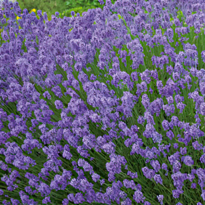Lavender - Hidcote Blue