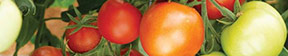 Tender Vegetables Main Menu Header Image of Tomatoes