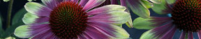 Flowers by Use Main Menu Header Image of Echincea