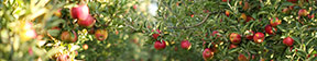 Fruit Inspirations Main Menu Header Image of Apples on a tree