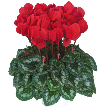 Cyclamen 'Halios Red Rebelle'
