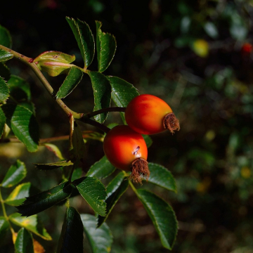 Goji Berry 