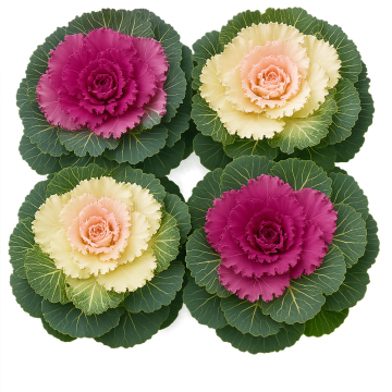 Ornamental Cabbage 'Nagoya Pigeon Mix'