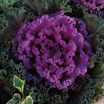 Ornamental Cabbage - Nagoya Rose