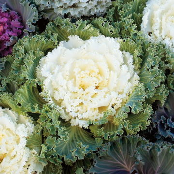 Ornamental Cabbage 'Nagoya White'