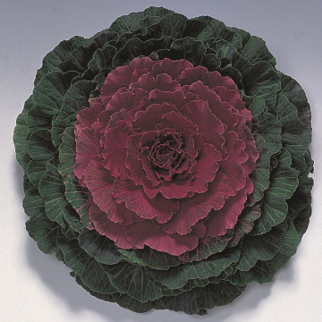Ornamental Cabbage 'Pigeon Red'