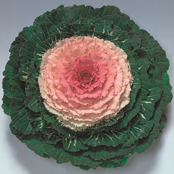 Ornamental Cabbage 'Pigeon Victoria'