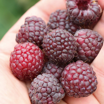 Raspberry - Summer Lovers Garden Purple.