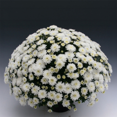 Chrysanthemum 'Branfountain White'