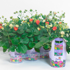 Strawberry - Delizz