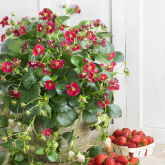 Strawberry - Ruby Ann