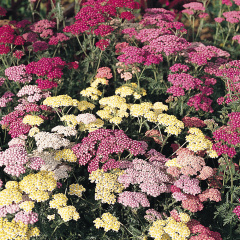 Achillea - Paprika