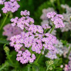 Achillea - Lilac Beauty