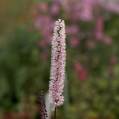 Acetea - Pink Spike