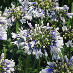 Agapanthus - Twister