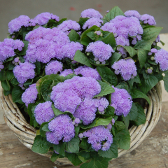 Ageratum - Ariella Blue