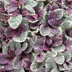 Ajuga - Burgundy Glow