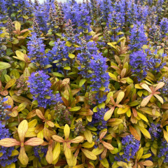 Ajuga 'Feathered Friends Fancy Finch'