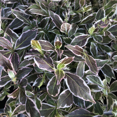 Weigela - All Summer Monet
