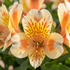 Alstroemeria (Peruvian Lily) 'Inticancha Sunset'