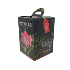 Amaryllis 'Pink' Gift Kit