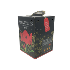 Amaryllis 'Red' Gift Kit