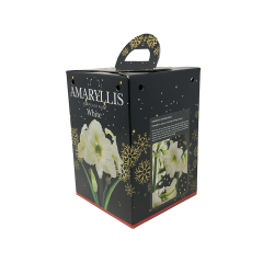 Amaryllis 'White' Gift Kit