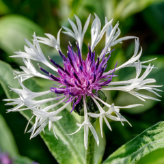 Centaurea - Amethyst in Snow