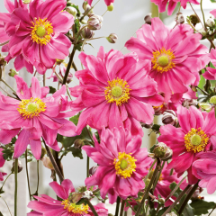 Anemone - Bressingham Glow
