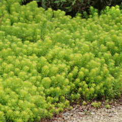 Sedum - Angelina
