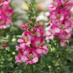 Antirrhinum - Dazzling Lips Pink