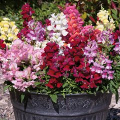 Antirrhinum - Select Mix