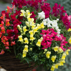 Antirrhinum - Candelabra Mix