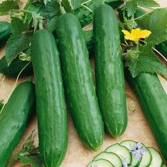 Cucumber - Bereket
