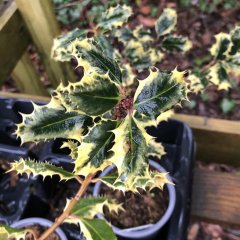 Ilex - Ferox Argentea