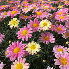 Argyranthemum - Lemon & Pink