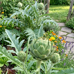 Artichoke - Green Globe