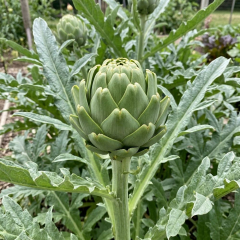 Artichoke 'Imperial Star'