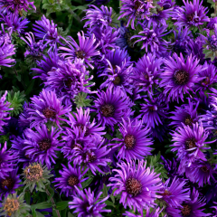 Aster - Grape Crush