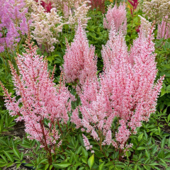 Astilbe 'Pink' Bare Root