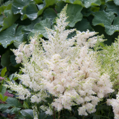 Astilbe - Astary White
