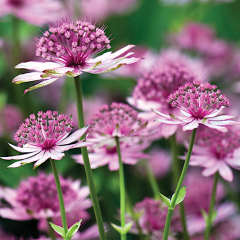 Astrantia - Cerise Button