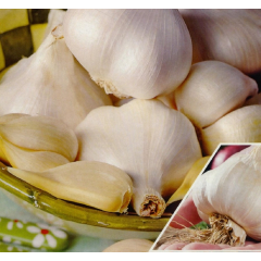 Garlic 'Elephant Garlic' Cloves x 2 