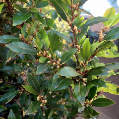 Laurus Nobilis - Bay Tree