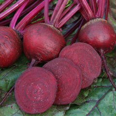 Beetroot - Boston
