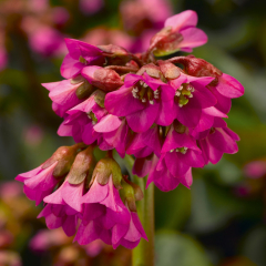 Bergenia - Shoeshine Rose