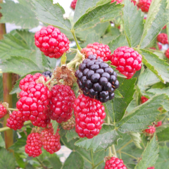 Blackberry - Loch Ness