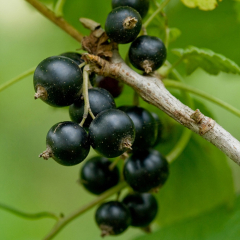 Blackcurrant - Ben Lomond